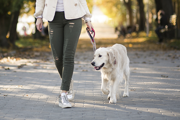Dog Walker