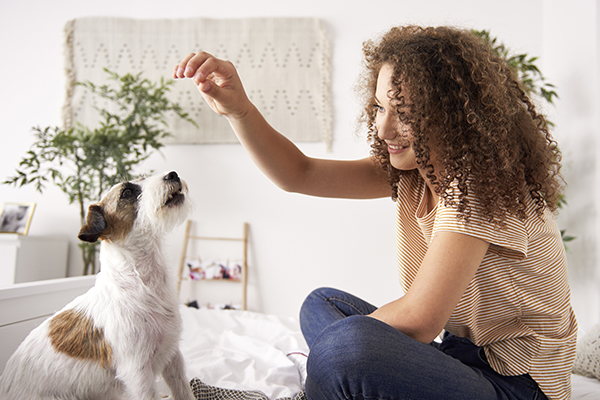 Pet Sitter